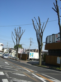 Example bad pruning_007.JPG
